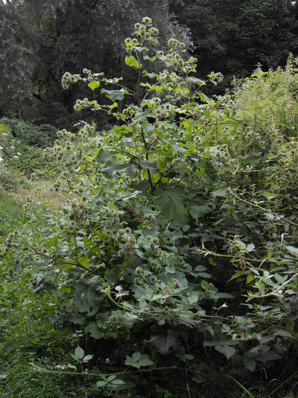 Arctium lappa